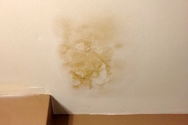 Discover the Expertise of www.moldbros.org for Effective Mold Solutions