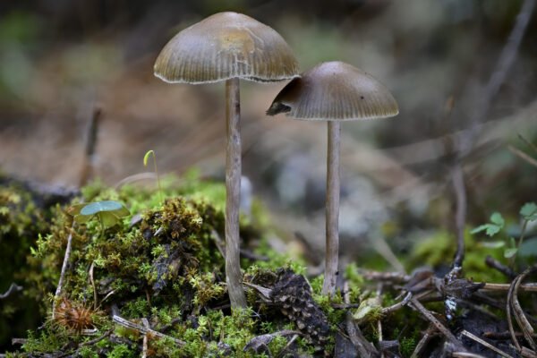 Your Ultimate Guide to Buying Magic Mushrooms Online: A Safe Approach